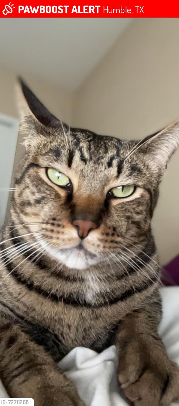Lost Male Cat last seen Fenwick apmts, Humble, TX 77396