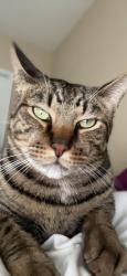 Lost Male Cat last seen Fenwick apmts, Humble, TX 77396