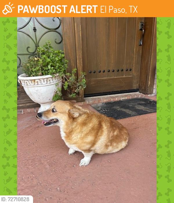 Found/Stray Unknown Dog last seen Broadmoor and Pinehurst, El Paso, TX 79912
