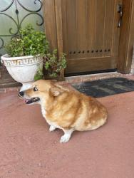 Found/Stray Unknown Dog last seen Broadmoor and Pinehurst, El Paso, TX 79912