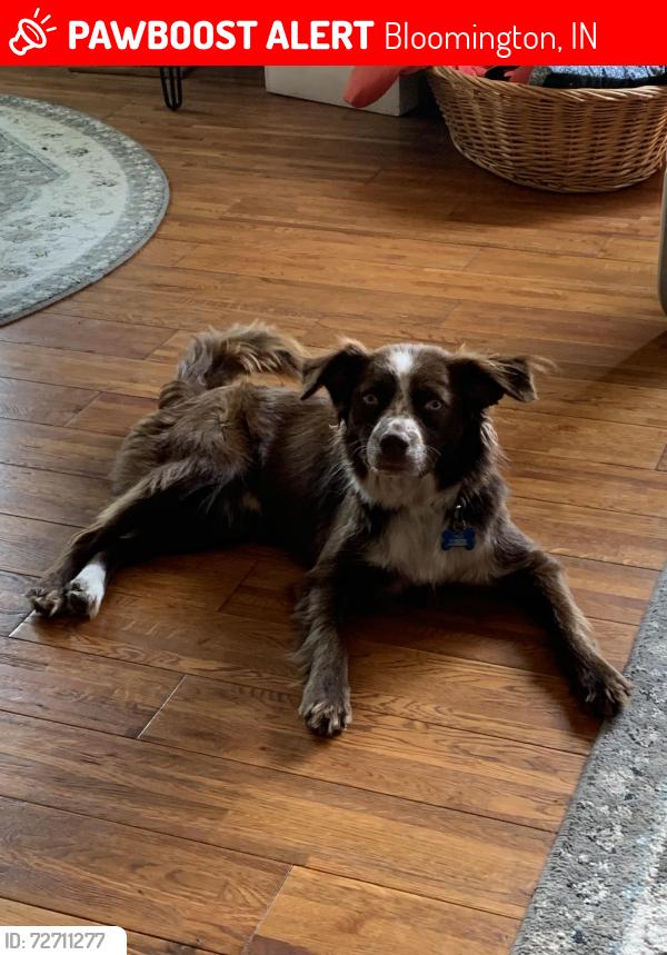 Lost Male Dog last seen Smithville ball field , Bloomington, IN 47401
