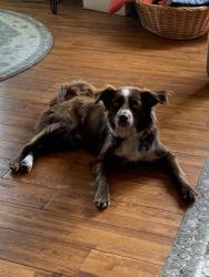 Lost Male Dog last seen Smithville ball field , Bloomington, IN 47401