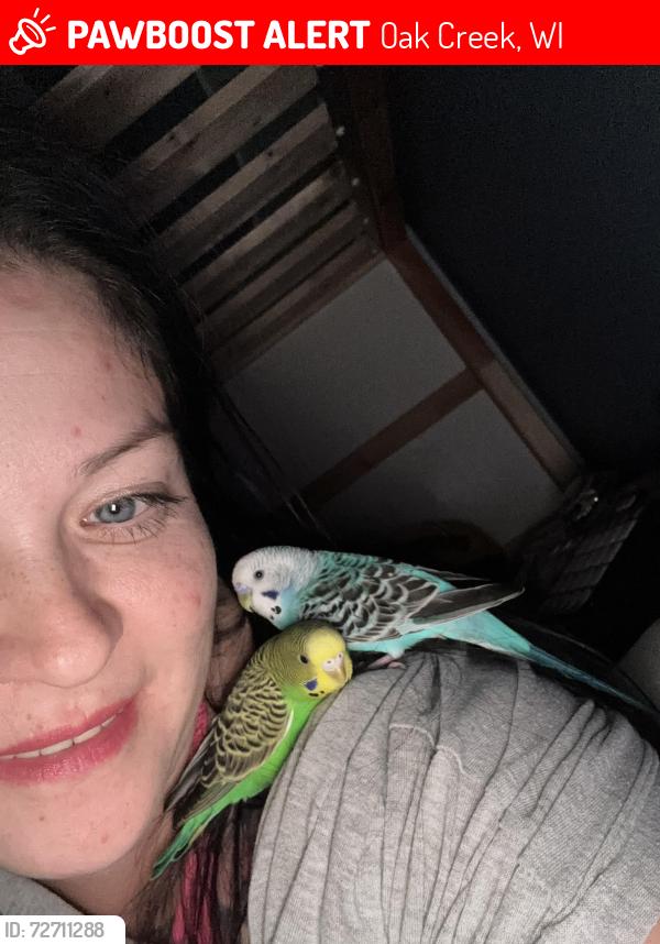Lost Male Bird last seen South Chicago and American ave, Oak Creek, WI 53154