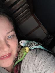 Lost Male Bird last seen South Chicago and American ave, Oak Creek, WI 53154