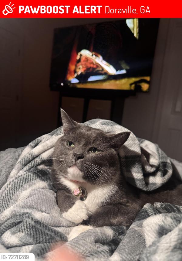 Lost Male Cat last seen Near Stewart Rd, Atlanta, GA  30340, Doraville, GA 30340