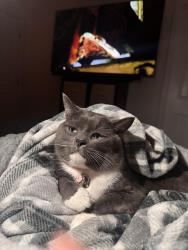 Lost Male Cat last seen Near Stewart Rd, Atlanta, GA  30340, Doraville, GA 30340