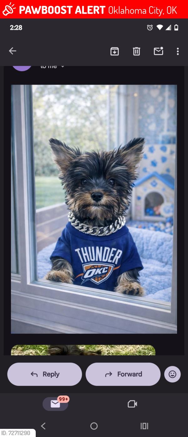 Lost Male Dog last seen Se 51st and high Street , Oklahoma City, OK 73129