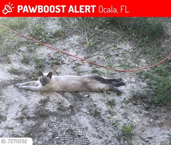 Lost Male Cat last seen West Anthony road, Ocala, FL 34475