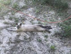 Lost Male Cat last seen West Anthony road, Ocala, FL 34475