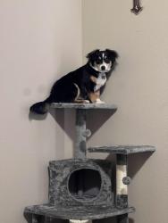 Lost Female Dog last seen Longmire, wings and more, the med, College Station, TX 77845