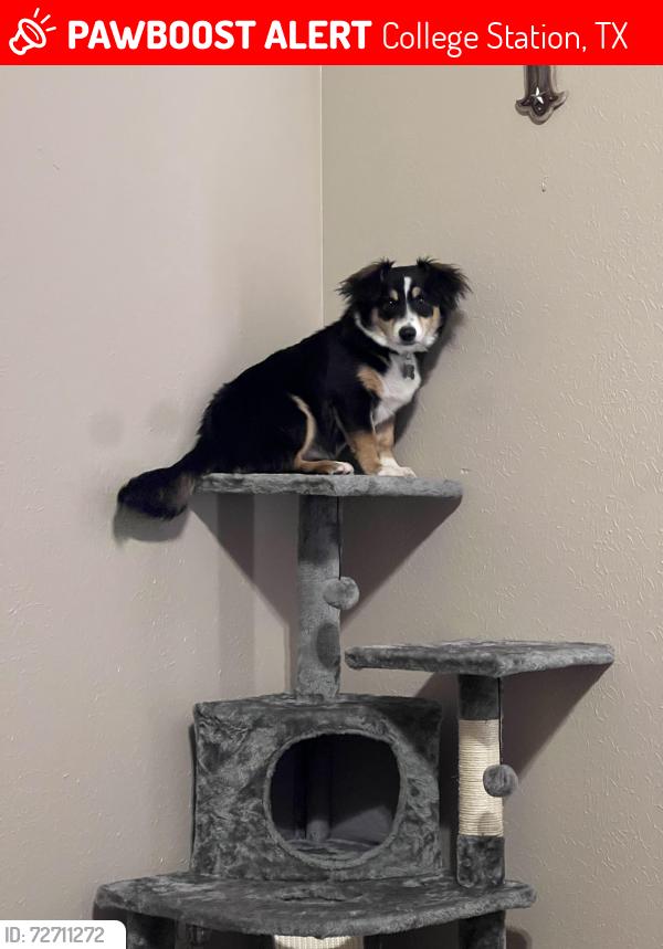 Lost Female Dog last seen Longmire, wings and more, the med, College Station, TX 77845