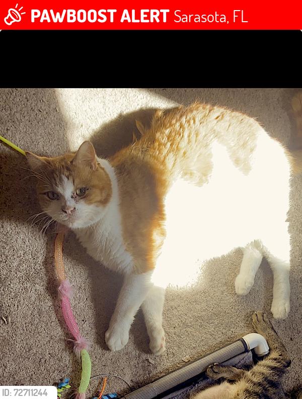 Lost Male Cat last seen Near New York Ave near Fox Run off of Beneva, Sarasota, FL 34231