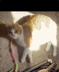 Lost Male Cat last seen Near New York Ave near Fox Run off of Beneva, Sarasota, FL 34231