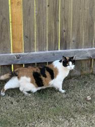 Lost Female Cat last seen 139th, Yukon, OK 73099