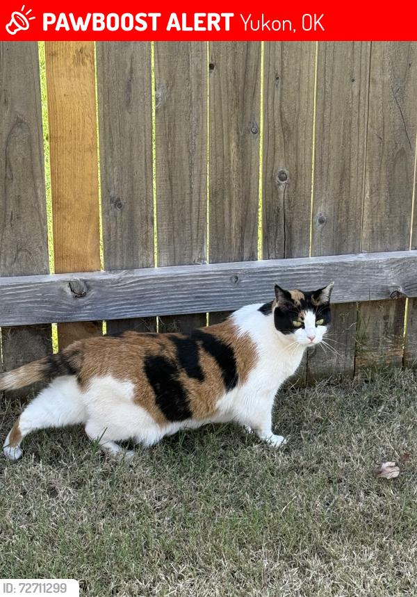 Lost Female Cat last seen 139th, Yukon, OK 73099