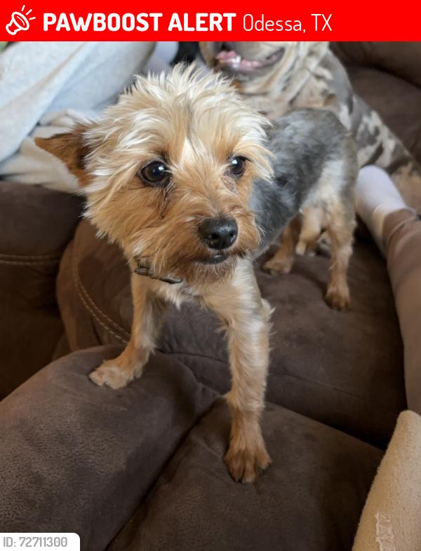 Lost Male Dog last seen 16th St. & Loop 338, Odessa, TX 79763