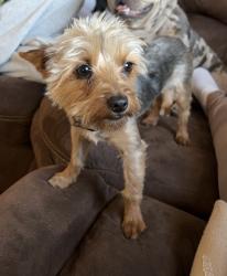 Lost Male Dog last seen 16th St. & Loop 338, Odessa, TX 79763