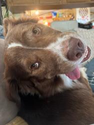 Lost Male Dog last seen North & 4th st, Lawrence, KS 66044