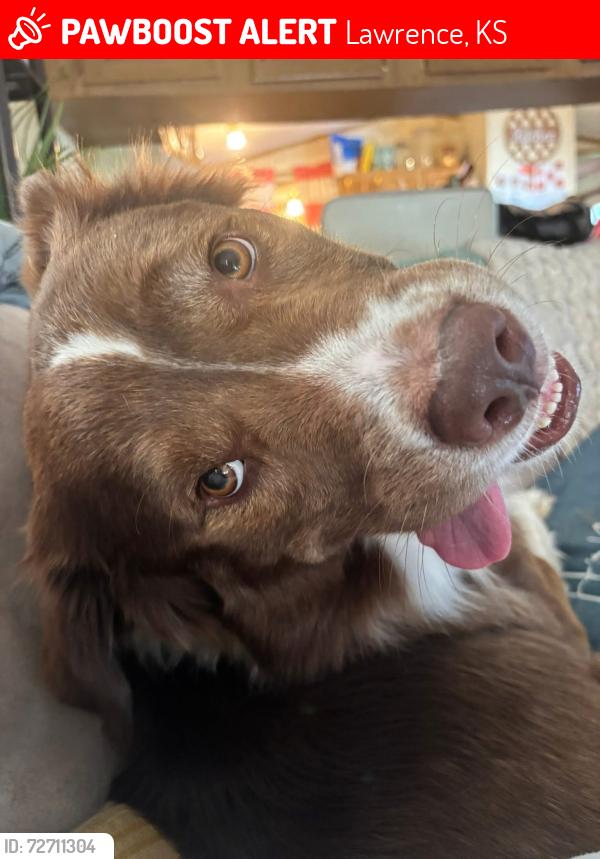 Lost Male Dog last seen North & 4th st, Lawrence, KS 66044