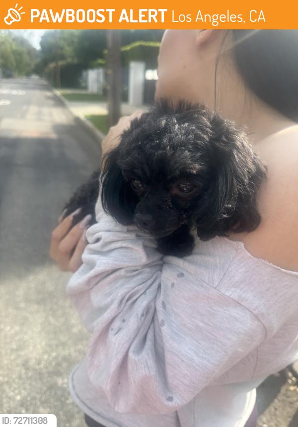 Found/Stray Unknown Dog last seen morrison, Los Angeles, CA 91436