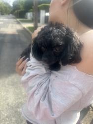 Found/Stray Unknown Dog last seen morrison, Los Angeles, CA 91436