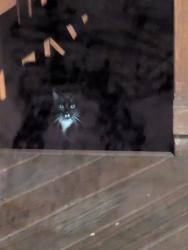 Found/Stray Unknown Cat last seen Guilford road & Rte 1, Jessup, MD 20794