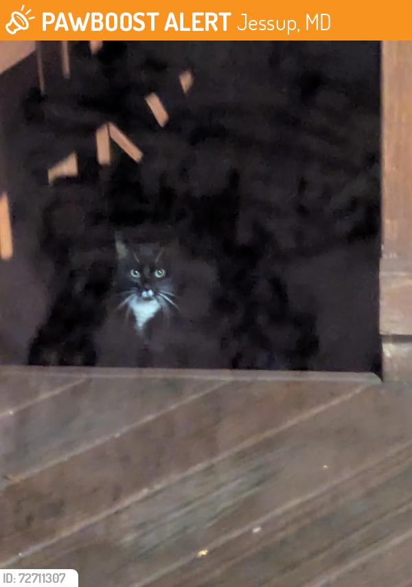 Found/Stray Unknown Cat last seen Guilford road & Rte 1, Jessup, MD 20794