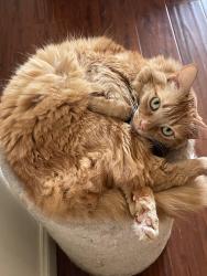 Lost Female Cat last seen Santa Ana Canyon Road and Eucalyptus, Anaheim, CA 92808