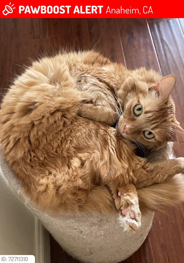 Lost Female Cat last seen Santa Ana Canyon Road and Eucalyptus, Anaheim, CA 92808