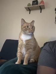 Lost Male Cat last seen Heater Road DHMC, Lebanon, NH 03766