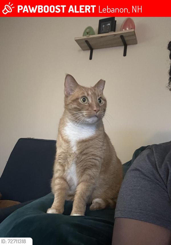 Lost Male Cat last seen Heater Road DHMC, Lebanon, NH 03766