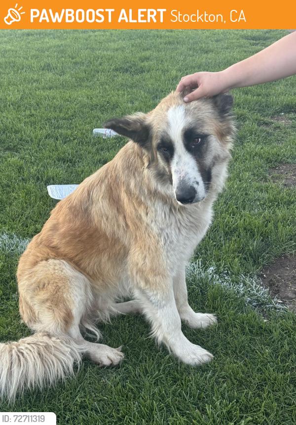 Found/Stray Unknown Dog last seen Weston Ranch High School, Stockton, CA 95206