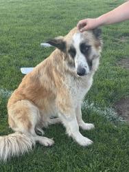 Found/Stray Unknown Dog last seen Weston Ranch High School, Stockton, CA 95206