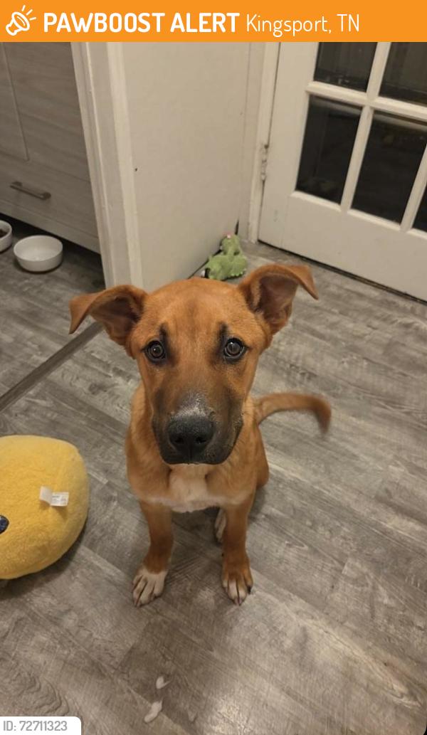 Found/Stray Male Dog last seen Dobyns Bennett High School, Kingsport, TN 37664