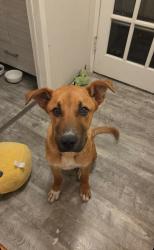 Found/Stray Male Dog last seen Dobyns Bennett High School, Kingsport, TN 37664