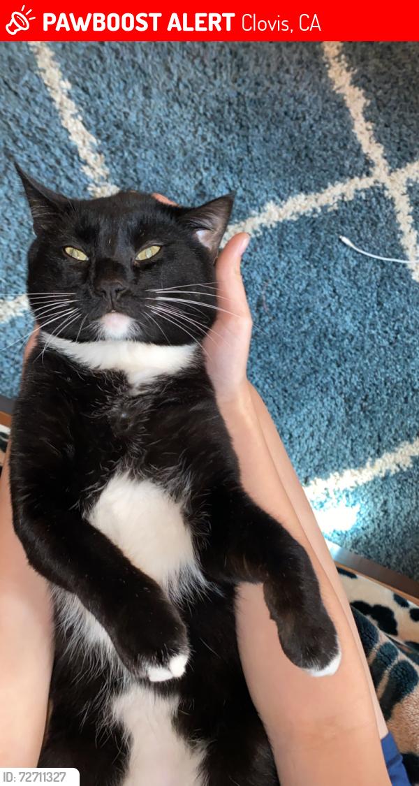 Lost Male Cat last seen Shaw and Minnewawa , Clovis, CA 93612
