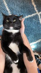 Lost Male Cat last seen Shaw and Minnewawa , Clovis, CA 93612