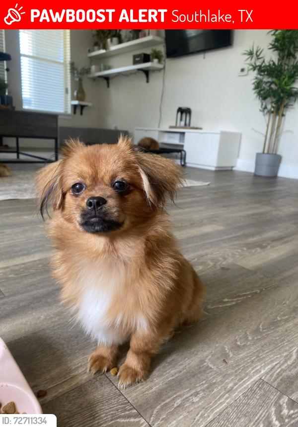 Lost Male Dog last seen Union Church & Dawson Ct, Keller, TX 76248