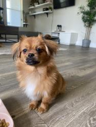 Lost Male Dog last seen Union Church & Dawson Ct, Keller, TX 76248