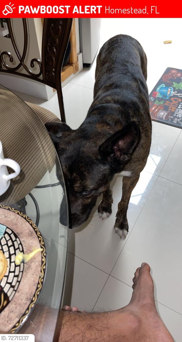 Lost Male Dog last seen Sw 157th ave, Homestead, FL 33033