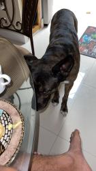 Lost Male Dog last seen Sw 157th ave, Homestead, FL 33033
