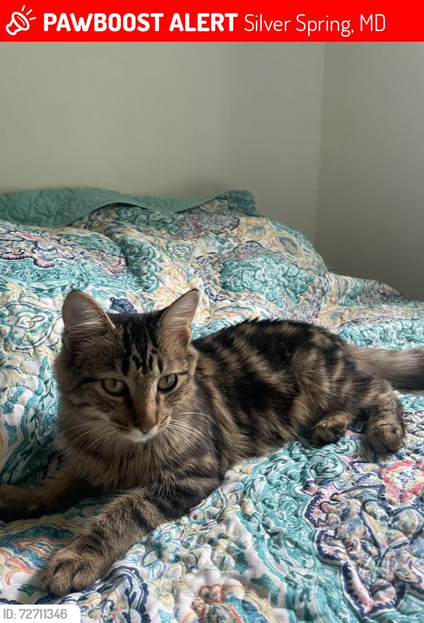 Lost Female Cat last seen Prelude and Legato Way, Silver Spring, MD 20901