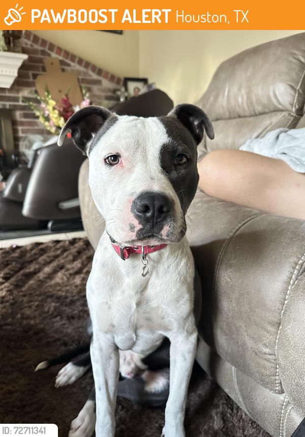 Found/Stray Male Dog last seen Carmichael Elementary School, Houston, TX 77086