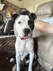 Found/Stray Male Dog last seen Carmichael Elementary School, Houston, TX 77086