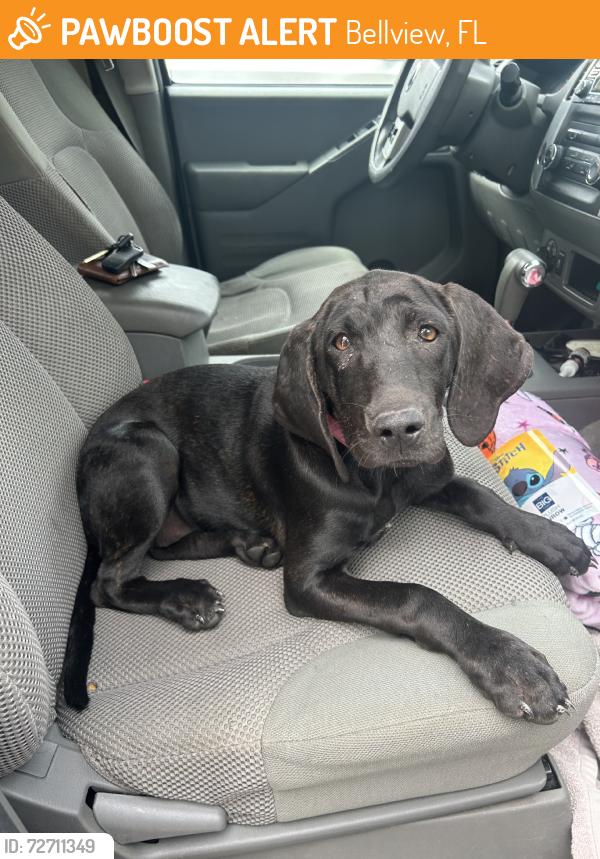 Found/Stray Female Dog last seen Bellview Pines Pl, Bellview, FL 32506
