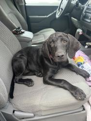 Found/Stray Female Dog last seen Bellview Pines Pl, Bellview, FL 32506
