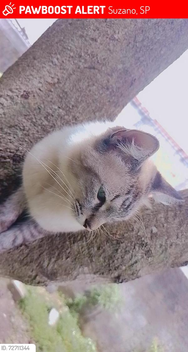 Lost Male Cat last seen Rua Mário bochetti, perto da padaria dois irmãos. , Suzano, SP 