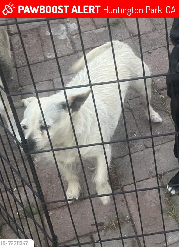 Lost Female Dog last seen Saturn / Albany , Huntington Park, CA 90255