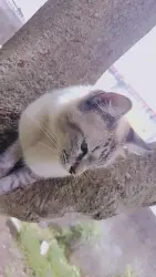 Lost Male Cat last seen Rua Mário bochetti, perto da padaria dois irmãos. , Suzano, SP 