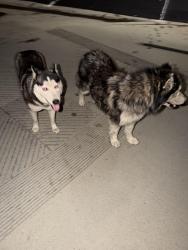 Found/Stray Unknown Dog last seen Santa Maria Court cul de sac east heritage , Fontana, CA 92336